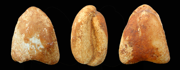 Triangope triangulus