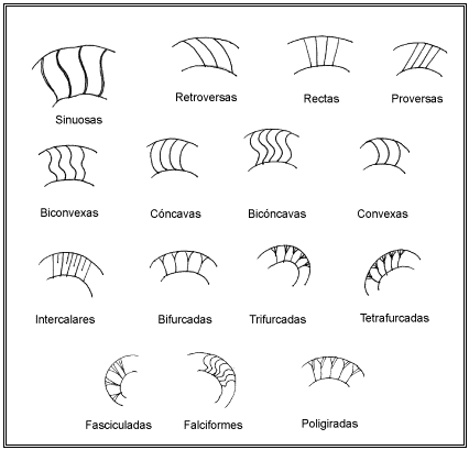 nudo quirurgico manual ammonites de las subb 233 ticas cordobesas ammonites of the nudo quirurgico manual ammonites de las subb 233 ticas cordobesas ammonites of the