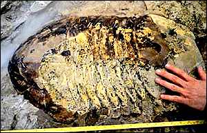 Trilobite Manitoba Museum of Man and Nature
