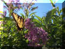 butterfly1.JPG (56414 bytes)