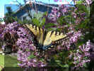 butterfly2.JPG (63042 bytes)