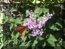 butterfly3.JPG (53075 bytes)
