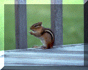 chipmunk2.gif (116851 bytes)