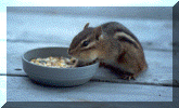 chipmunk.gif (262183 bytes)