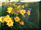 daylily.JPG (56055 bytes)