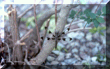 dragonfly1.gif (419827 bytes)