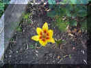 flower1.JPG (58186 bytes)