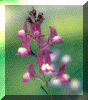 flower1a.gif (84164 bytes)