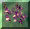flower1b.gif (95120 bytes)