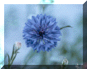 flower2.gif (65014 bytes)