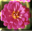 flower2a.gif (140972 bytes)