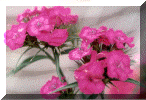 flower2b.gif (99315 bytes)