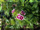 flower3.JPG (58680 bytes)