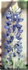 flower3.gif (120568 bytes)