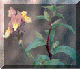 flower3a.gif (85041 bytes)