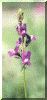 flower3b.gif (67191 bytes)