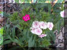 flower4.JPG (49587 bytes)