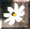 flower4.gif (49139 bytes)