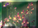 flower5.gif (109651 bytes)