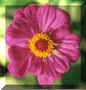 flower6.gif (122317 bytes)
