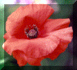flower7.gif (98740 bytes)