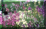 flower8.gif (261282 bytes)