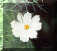 flower9.gif (101586 bytes)