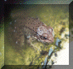 frog.gif (81685 bytes)