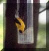 mgoldfinch.gif (87515 bytes)
