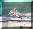 mourningdoves.gif (60432 bytes)