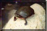 paintedturtle.gif (275578 bytes)