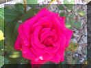 rose1.JPG (39204 bytes)