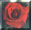 rose1.gif (130666 bytes)