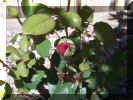 rose2.JPG (45405 bytes)