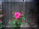 rose3.JPG (43087 bytes)