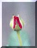 rosebud.gif (55062 bytes)