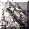 snake1.gif (87493 bytes)