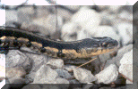 snake2.gif (103866 bytes)