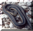snake3.gif (113396 bytes)
