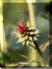 thistle.gif (78378 bytes)