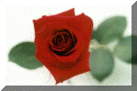 winterrose.gif (67710 bytes)