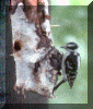 woodpecker1.gif (117146 bytes)