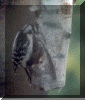 woodpecker2.gif (87944 bytes)