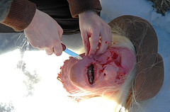 severed head.