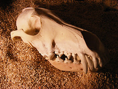 Coyote or dog skull