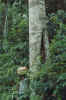 Lichen_on_tree.JPG (270308 bytes)