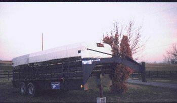 20'Cattle