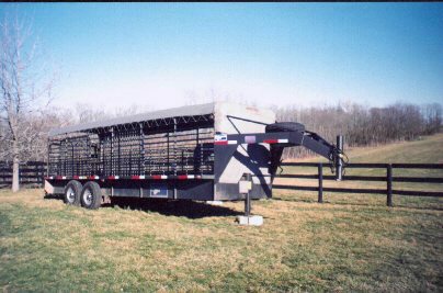 24'Cattle