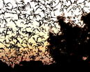 Congress Avenue Bats