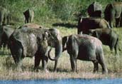 Elephant in Periyar.